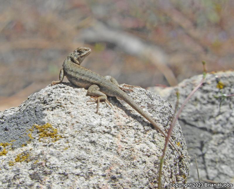 Western Sagebrush Lizard (Sceloporus graciosus gracilis)