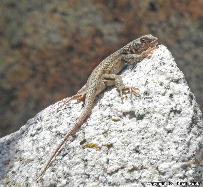 Western Sagebrush Lizard (Sceloporus graciosus gracilis)