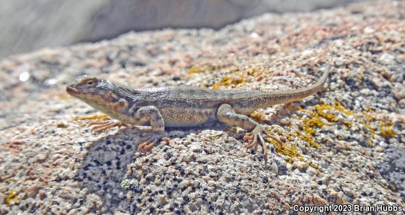 Western Sagebrush Lizard (Sceloporus graciosus gracilis)