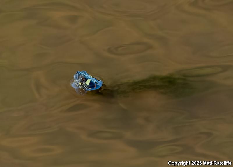 Ouachita Map Turtle (Graptemys ouachitensis ouachitensis)