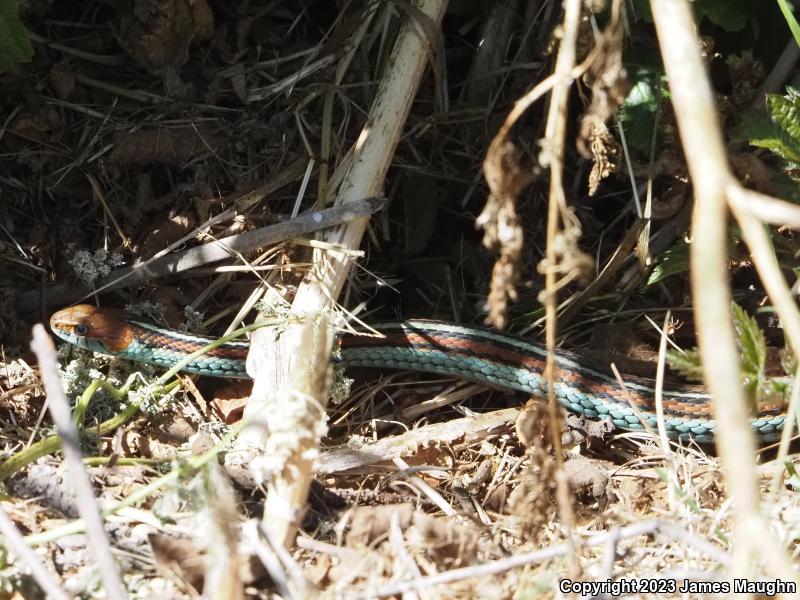 San Francisco Gartersnake (Thamnophis sirtalis tetrataenia)