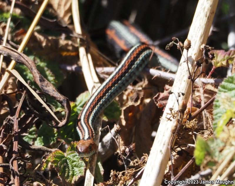 San Francisco Gartersnake (Thamnophis sirtalis tetrataenia)