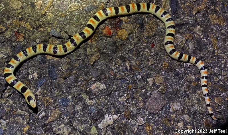 Colorado Desert Shovel-nosed Snake (Chionactis occipitalis annulata)