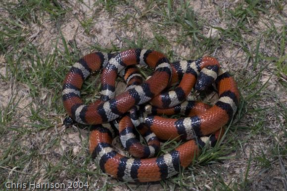 Mexican Milksnake (Lampropeltis triangulum annulata)