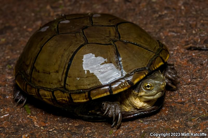 Yellow Mud Turtle (Kinosternon flavescens)