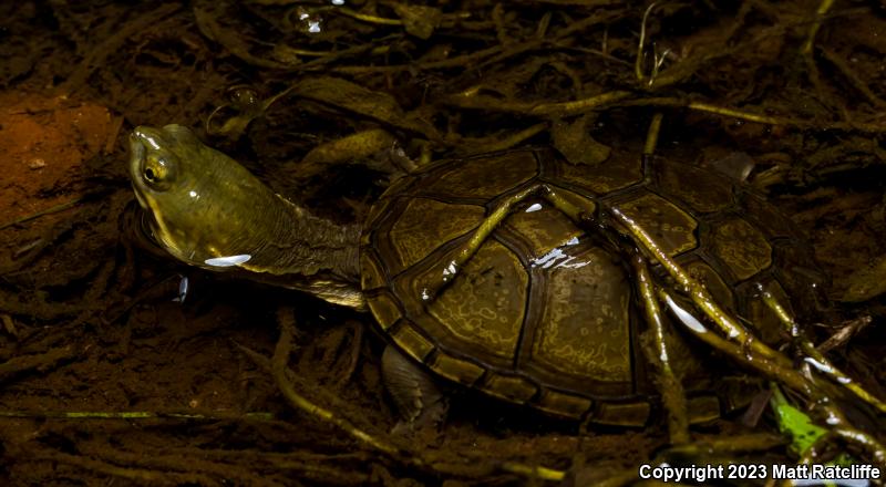 Yellow Mud Turtle (Kinosternon flavescens)