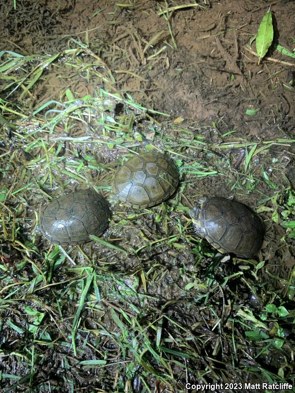 Yellow Mud Turtle (Kinosternon flavescens)