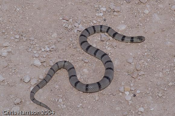 Variable Groundsnake (Sonora semiannulata semiannulata)