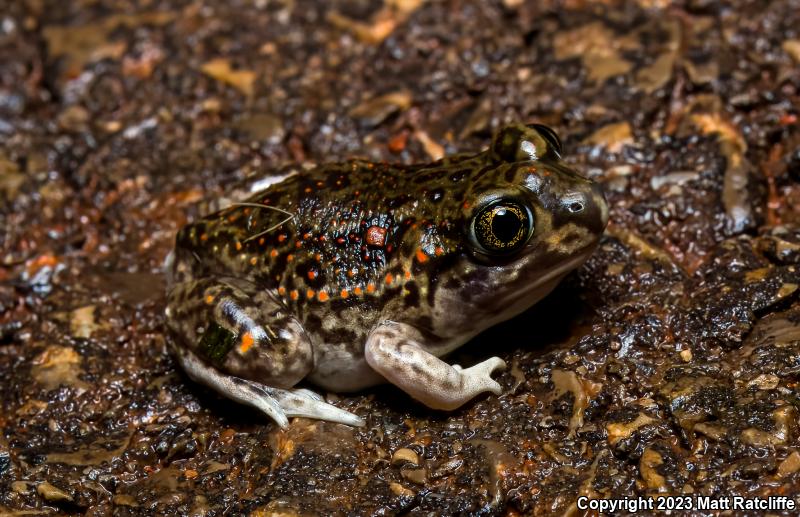 Plains Spadefoot (Spea bombifrons)