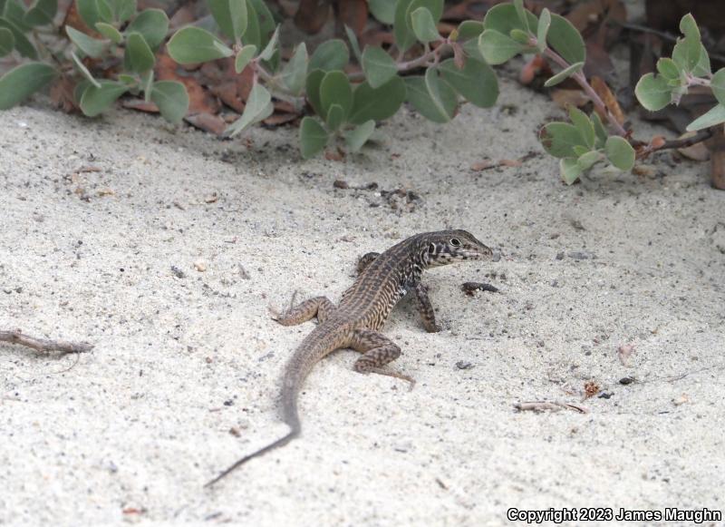 California Whiptail (Aspidoscelis tigris munda)