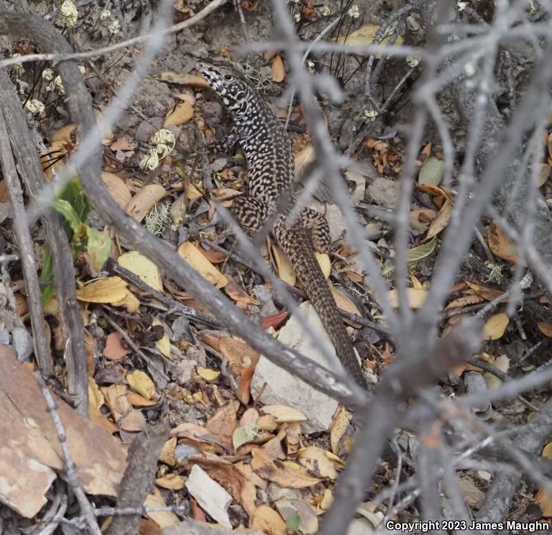 California Whiptail (Aspidoscelis tigris munda)