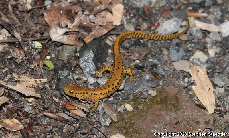 Long-tailed Salamander (Eurycea longicauda longicauda)