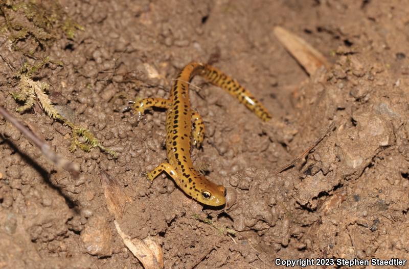 Long-tailed Salamander (Eurycea longicauda longicauda)