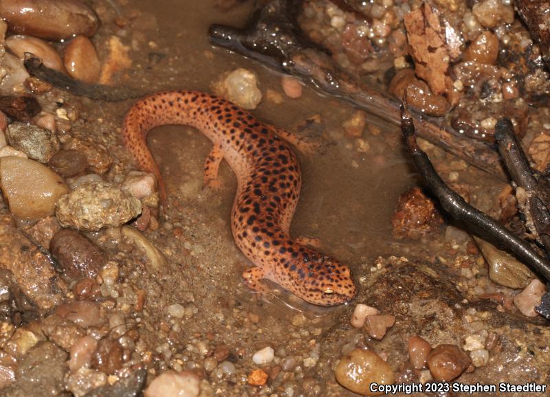 Northern Red Salamander (Pseudotriton ruber ruber)