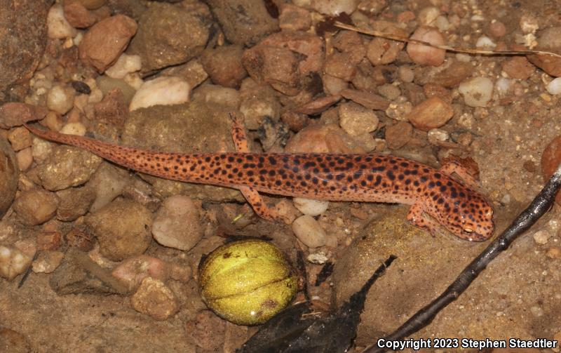 Northern Red Salamander (Pseudotriton ruber ruber)