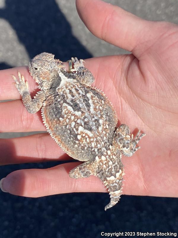 Southern Desert Horned Lizard (Phrynosoma platyrhinos calidiarum)