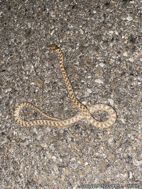 Desert Nightsnake (Hypsiglena chlorophaea deserticola)