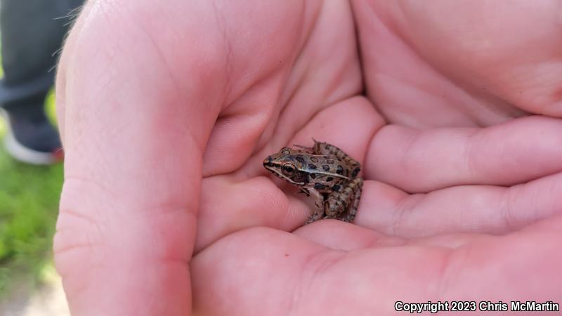 Southern Leopard Frog (Lithobates sphenocephalus utricularius)