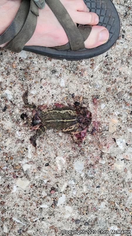 Gulf Coast Toad (Ollotis nebulifer)