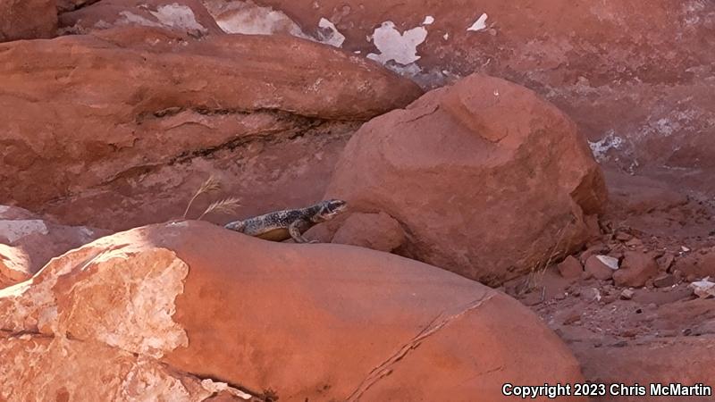 Common Chuckwalla (Sauromalus ater)