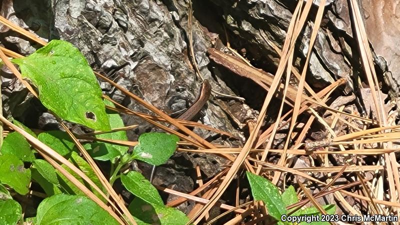 Little Brown Skink (Scincella lateralis)