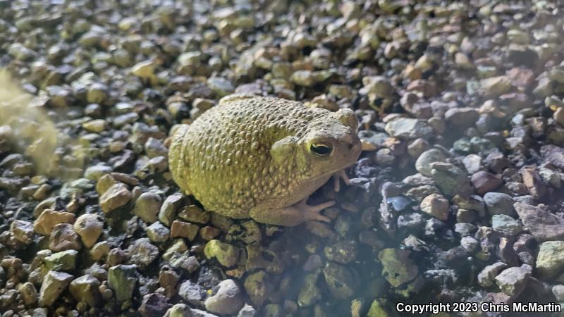 Texas Toad (Anaxyrus speciosus)