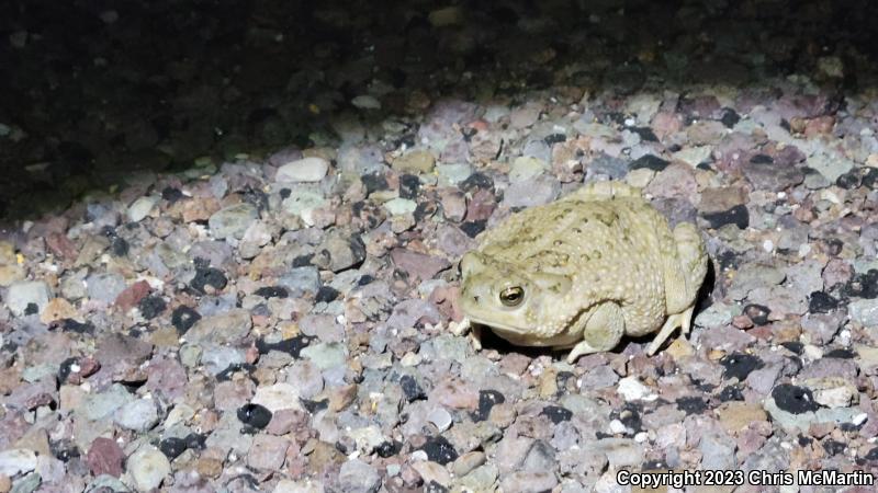 Texas Toad (Anaxyrus speciosus)