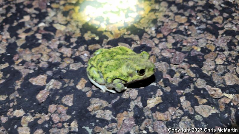 Couch's Spadefoot (Scaphiopus couchii)