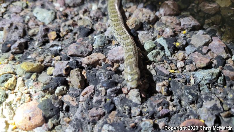 Chihuahuan Hook-nosed Snake (Gyalopion canum)