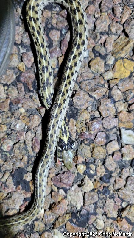 Checkered Gartersnake (Thamnophis marcianus marcianus)