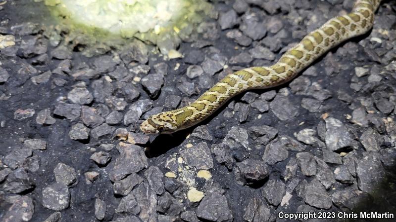 Texas Glossy Snake (Arizona elegans arenicola)