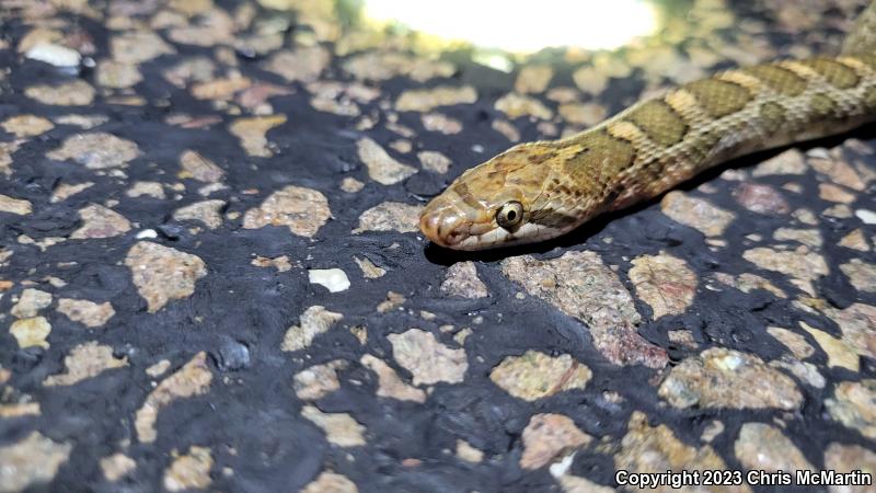 Texas Glossy Snake (Arizona elegans arenicola)