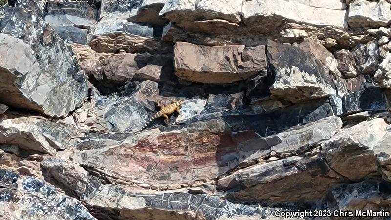 Texas Crevice Spiny Lizard (Sceloporus poinsettii axtelli)