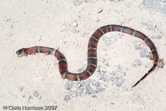 Blanchard's Milksnake (Lampropeltis triangulum blanchardi)