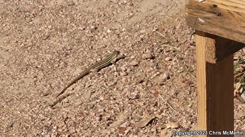 Texas Spotted Whiptail (Aspidoscelis gularis gularis)