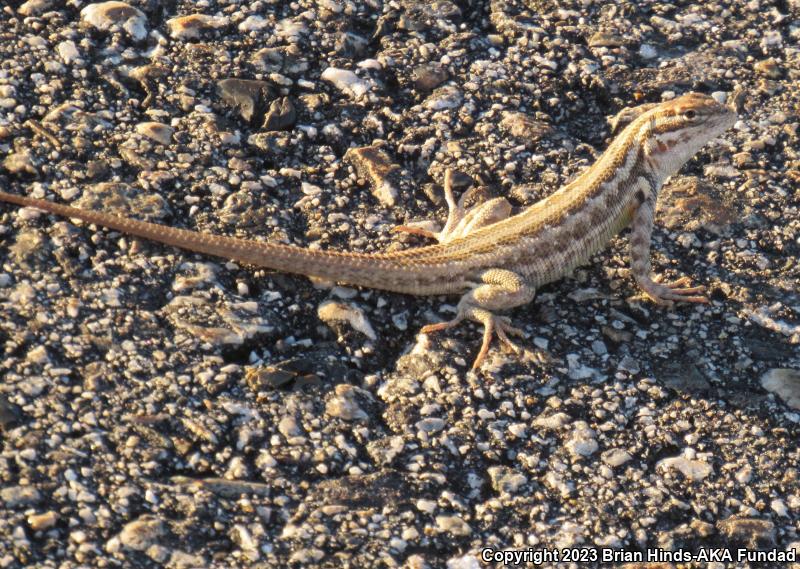 Northern Sagebrush Lizard (Sceloporus graciosus graciosus)