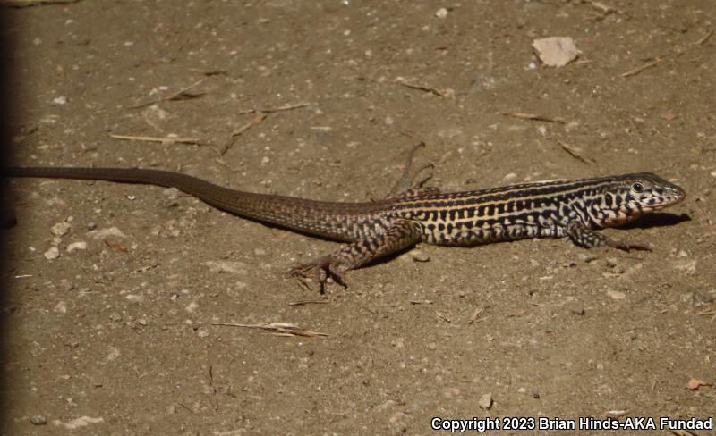 Coastal Whiptail (Aspidoscelis tigris stejnegeri)