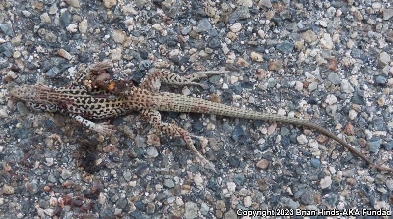 Coastal Whiptail (Aspidoscelis tigris stejnegeri)