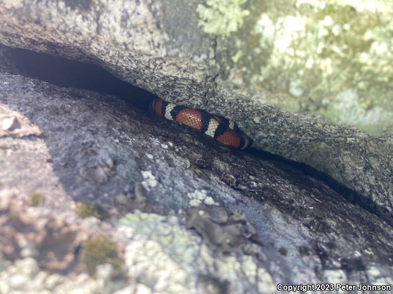 Sierra Mountain Kingsnake (Lampropeltis zonata multicincta)