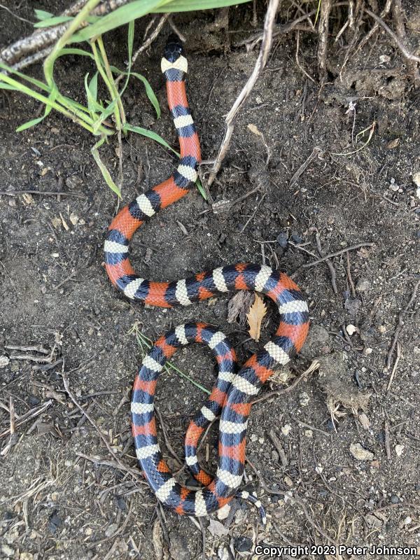 Sierra Mountain Kingsnake (Lampropeltis zonata multicincta)