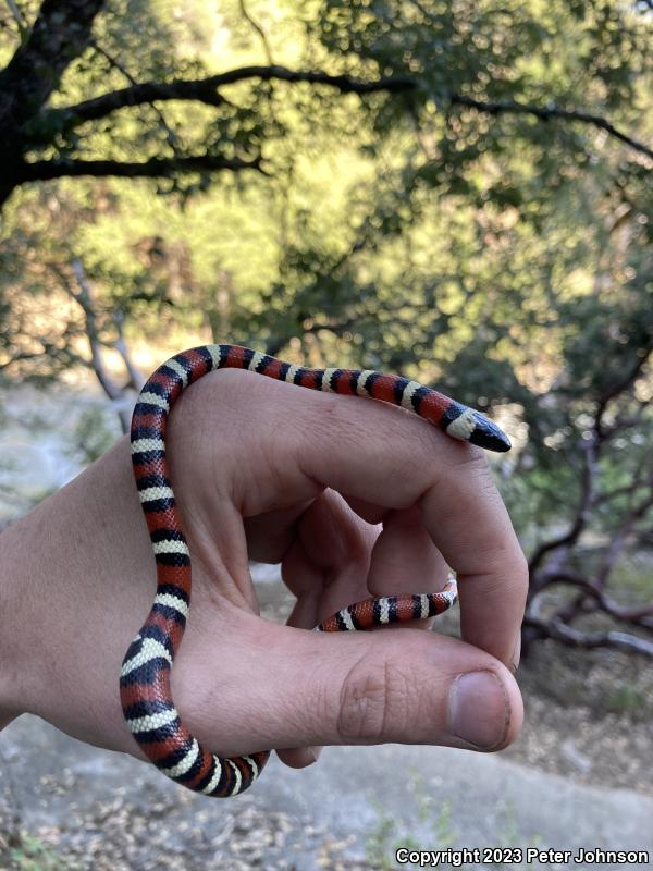 Sierra Mountain Kingsnake (Lampropeltis zonata multicincta)