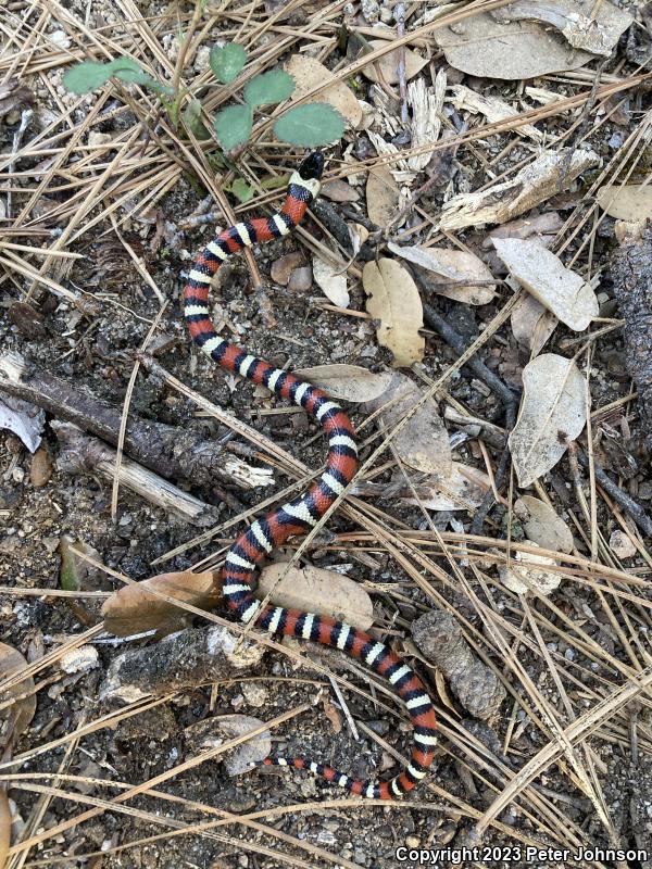 Sierra Mountain Kingsnake (Lampropeltis zonata multicincta)