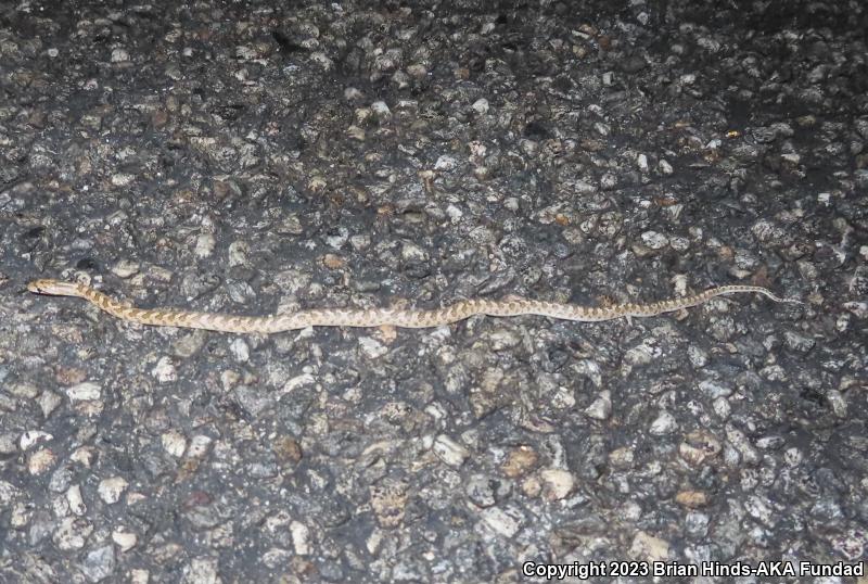 Desert Glossy Snake (Arizona elegans eburnata)