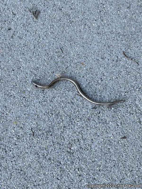 California Legless Lizard (Anniella pulchra)