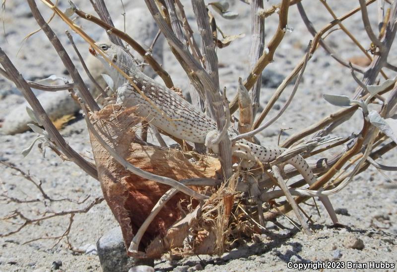 Northern Desert Iguana (Dipsosaurus dorsalis dorsalis)