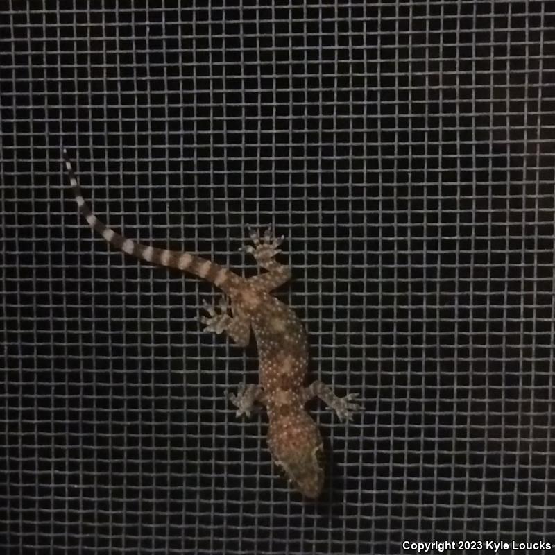 Mediterranean House Gecko (Hemidactylus turcicus)