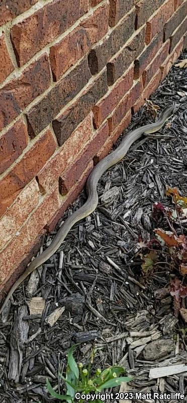 Eastern Hog-nosed Snake (Heterodon platirhinos)