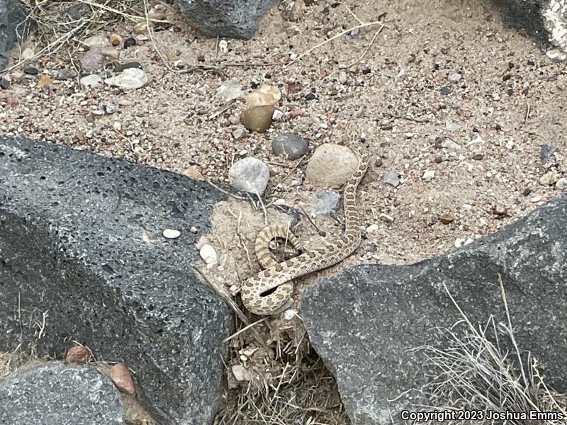 Prairie Rattlesnake (Crotalus viridis)