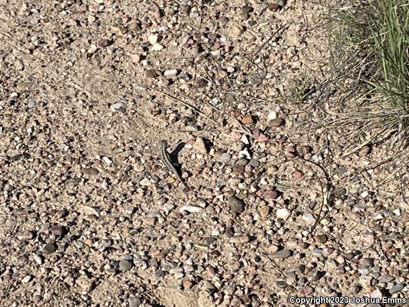 Great Plains Earless Lizard (Holbrookia maculata maculata)