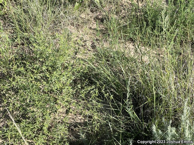 Prairie Racerunner (Aspidoscelis sexlineata viridis)